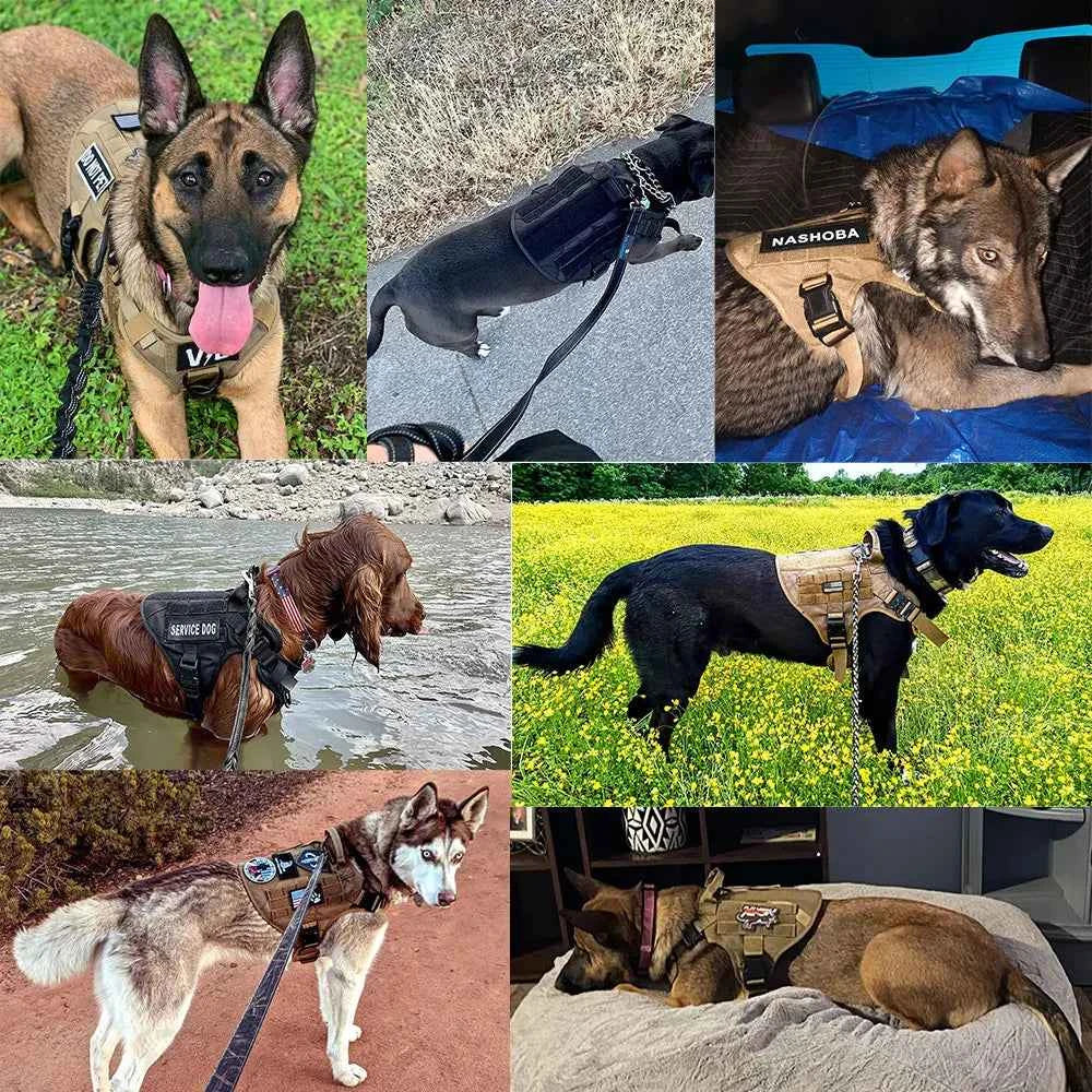 Dogs wearing a tactical no-pull dog harness vest with leash and service patch