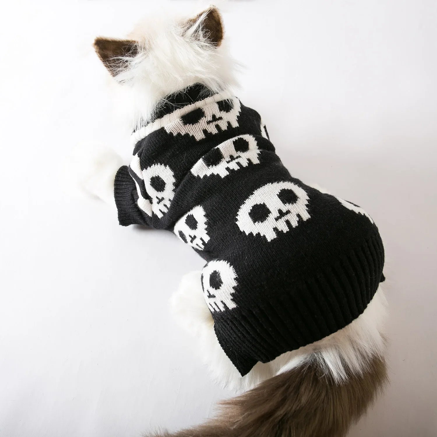 Skull knitted pet sweater on cat, black with white skulls and striped cuffs
