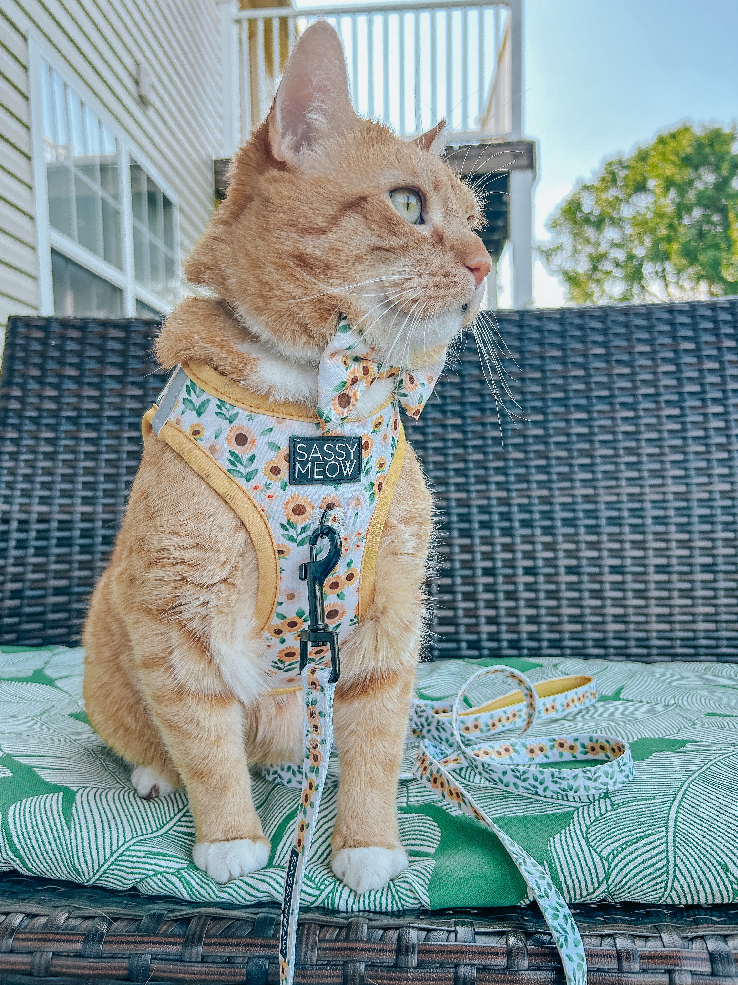 Sunflower cat step-in harness worn by a cat, showing leash attachment and logo patch