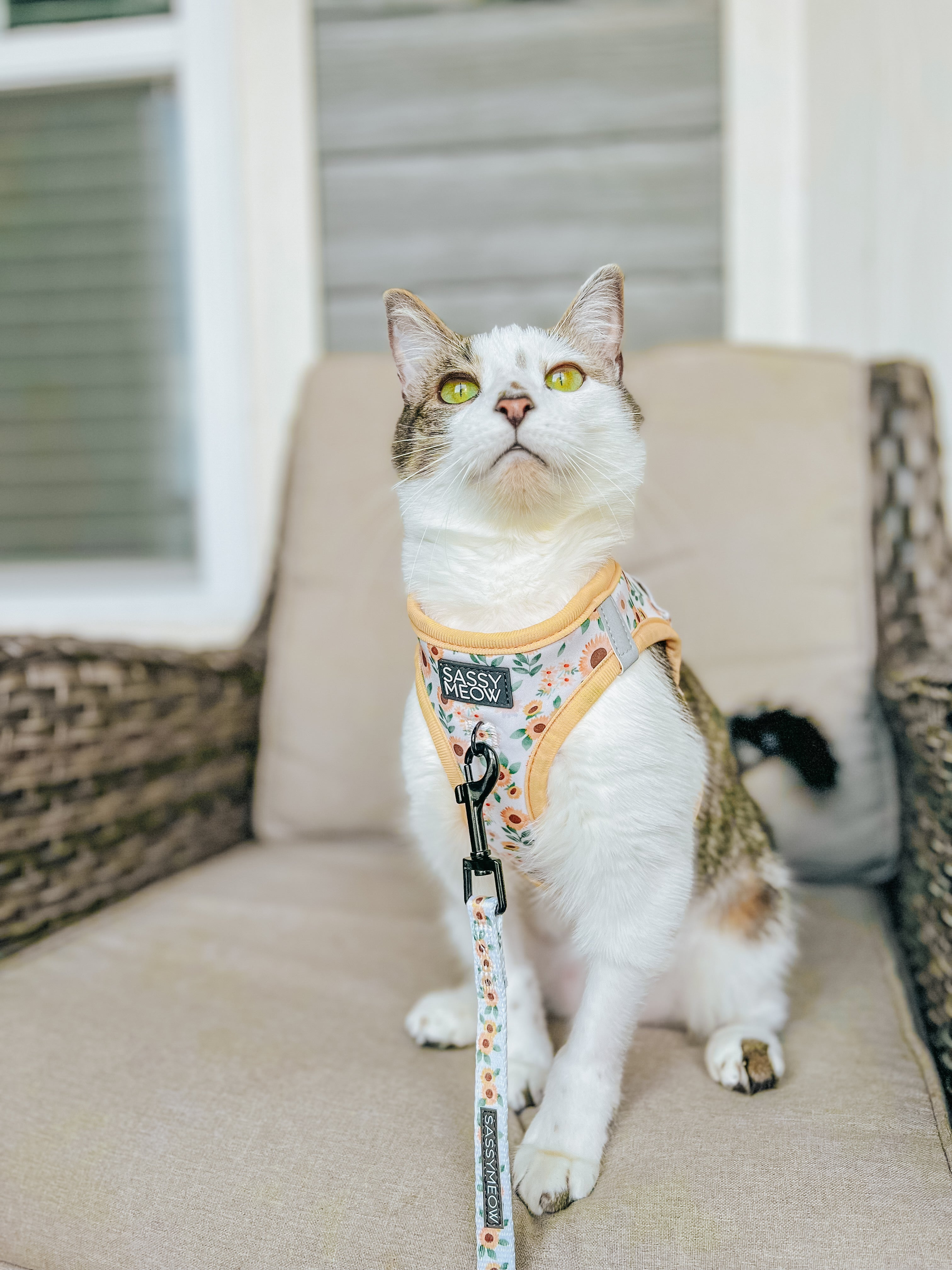 Sunflower cat step-in harness worn with adjustable strap and metal leash ring