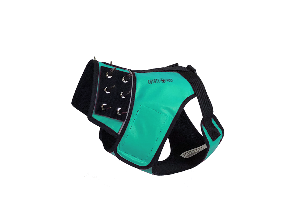 Dog harness in turquoise and black with metal grommets and spike-style stud panel