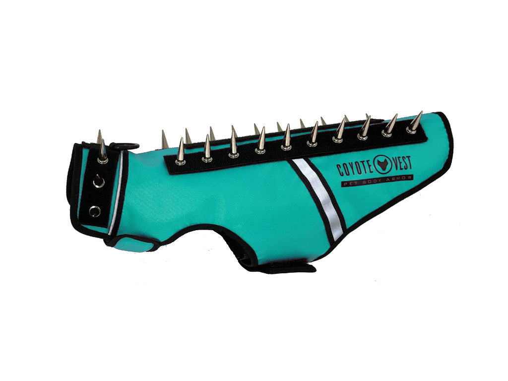 Turquoise spiked cat vest with black straps, metal studs, and white trim stripe