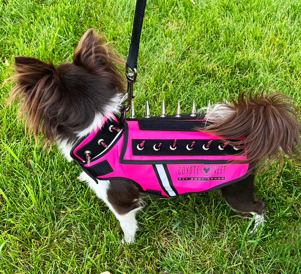 Neon pink spike dog body armor vest with black spikes, gray trim and velcro neck strap
