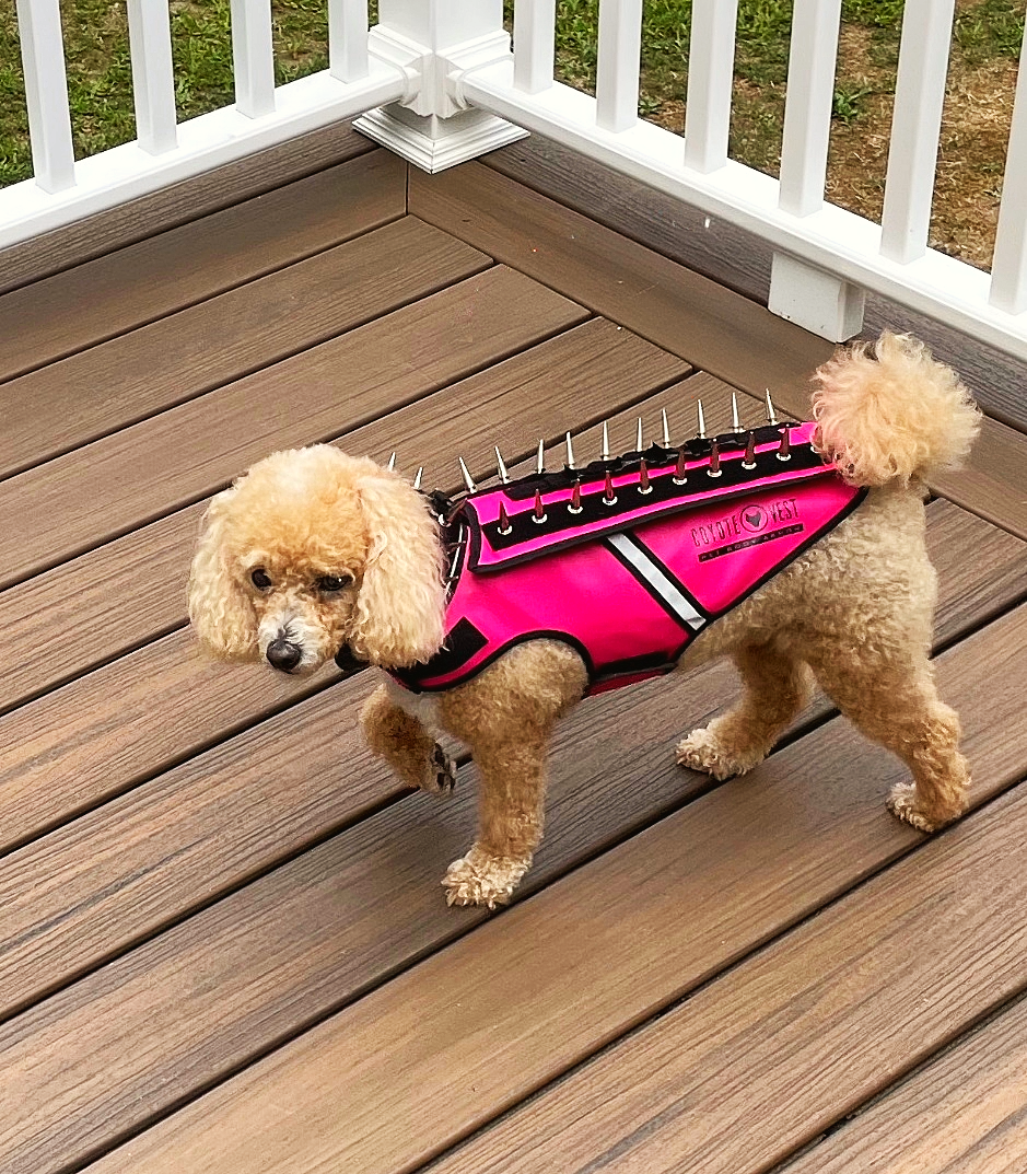 Neon pink spike dog body armor vest with black spikes and gray trim on a small dog