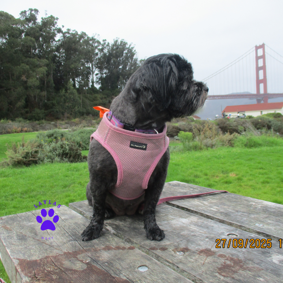 Pink soft mesh pet harness on a sitting dog, adjustable front openings