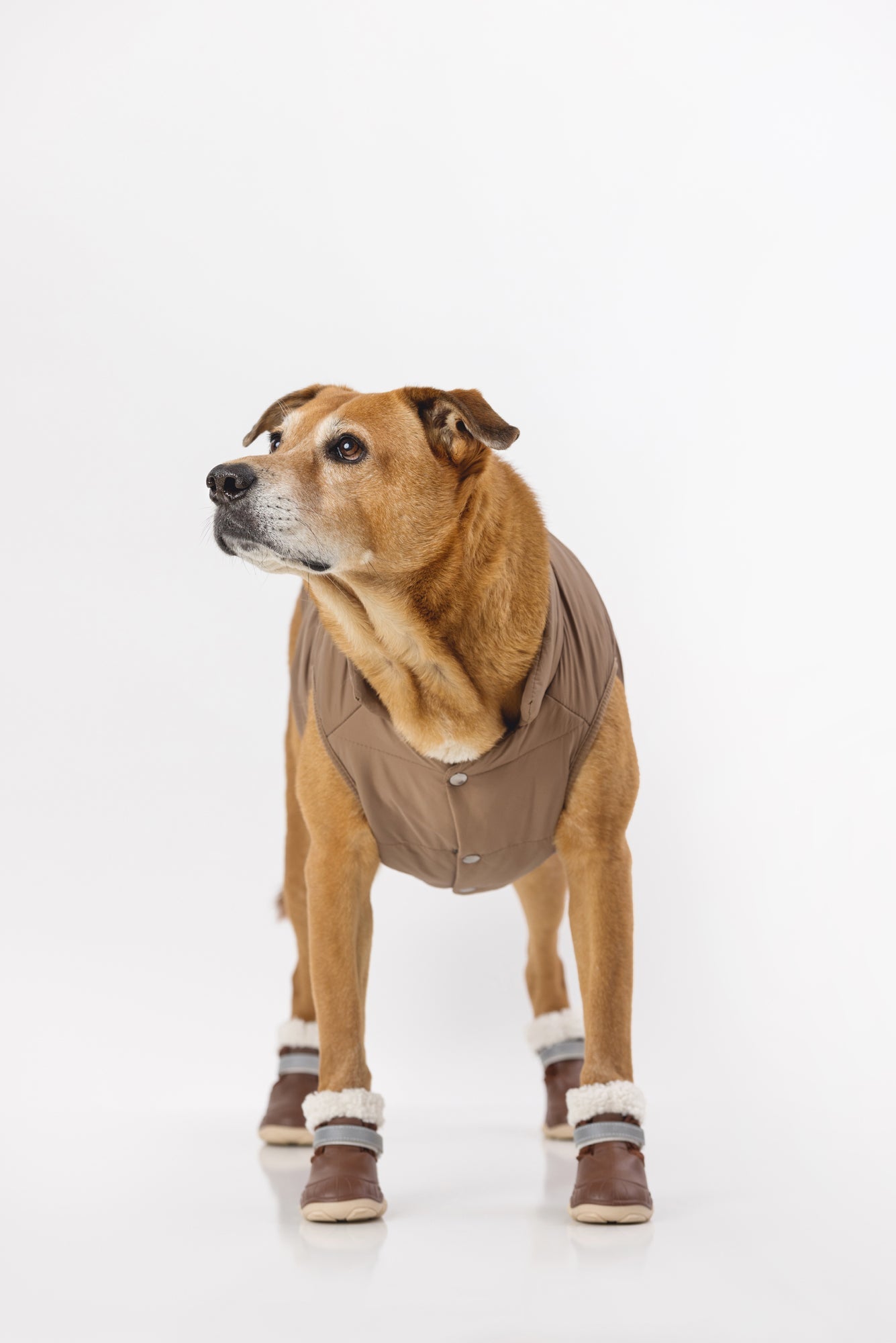 Brown dog snow boots on a pet, cushioned upper with faux-fur lining and thick sole