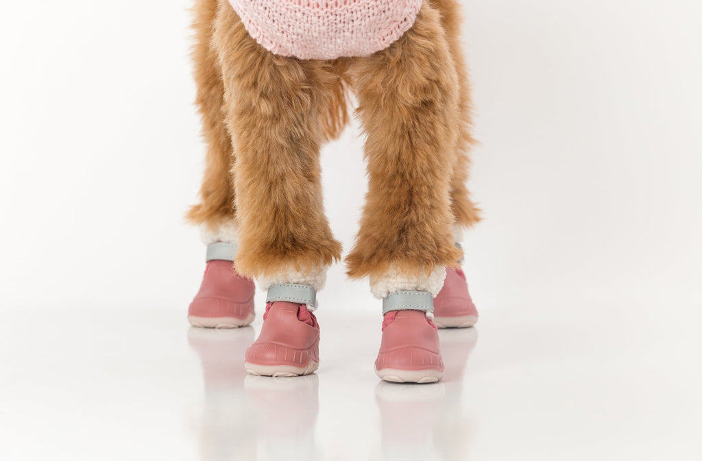 Pink dog snow boots on a pet, blue strap, faux-fur trim, and grippy rubber sole