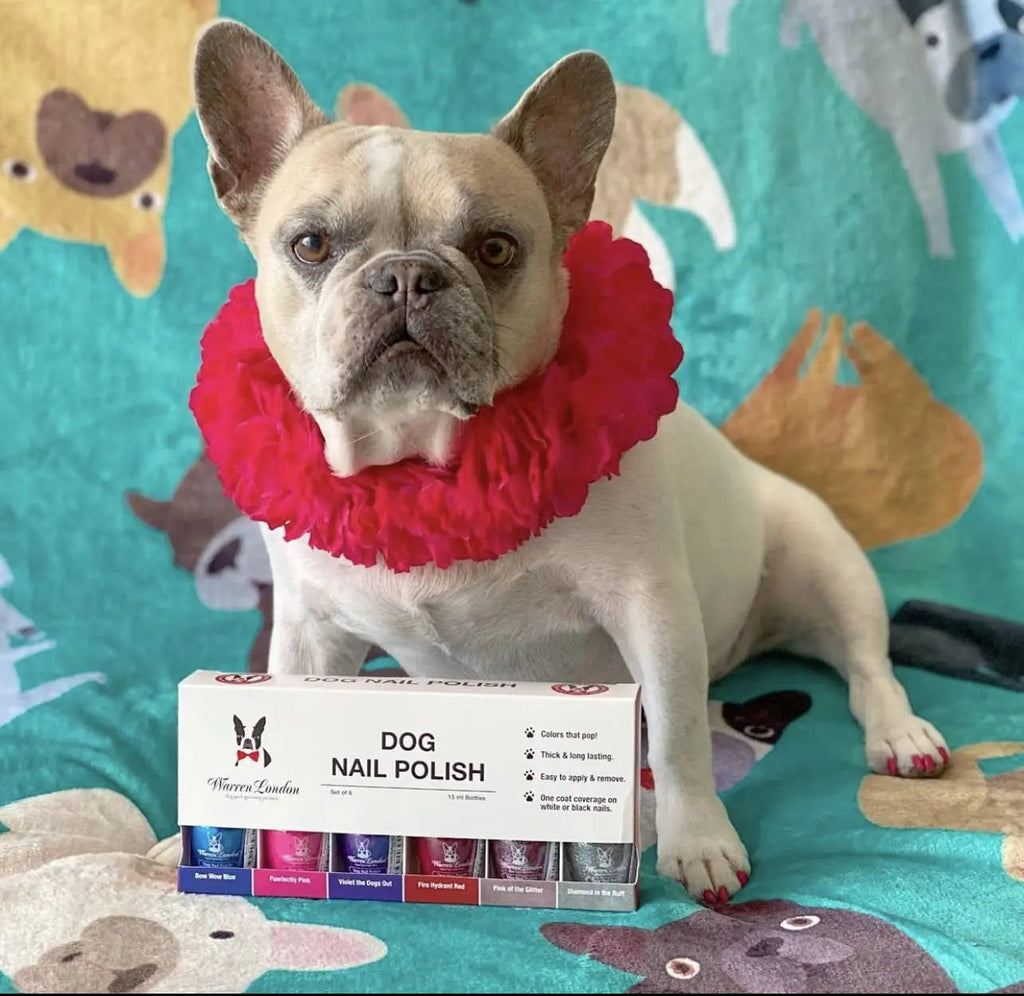 French bulldog with a pink flower collar next to a dog nail polish box