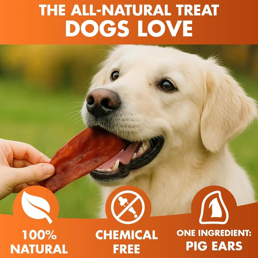 Dog chewing a pig ear treat, reddish-brown chew piece