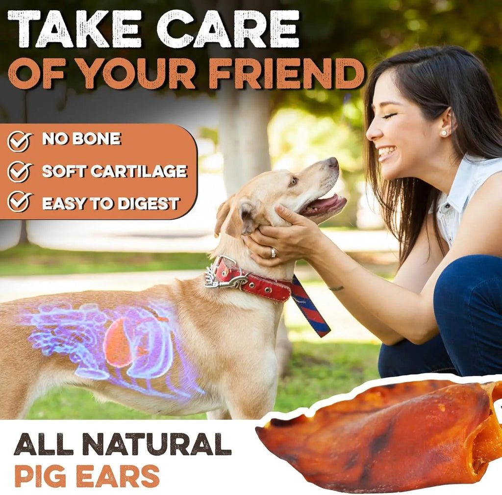 Whole pig ears treat on table near dog being fed