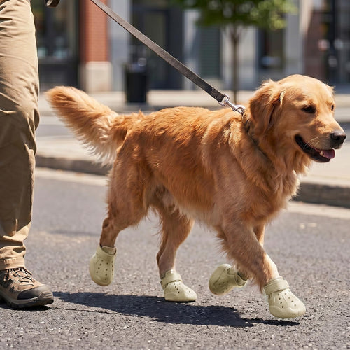 Golden dog walking wearing beige clog booties with perforated sides and ankle straps