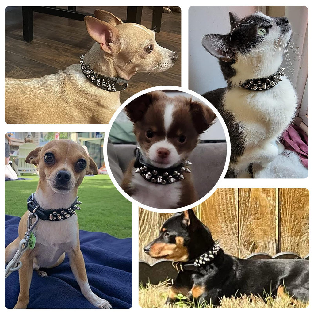 Black spiked pet collar with silver studs worn on small dogs and a cat.