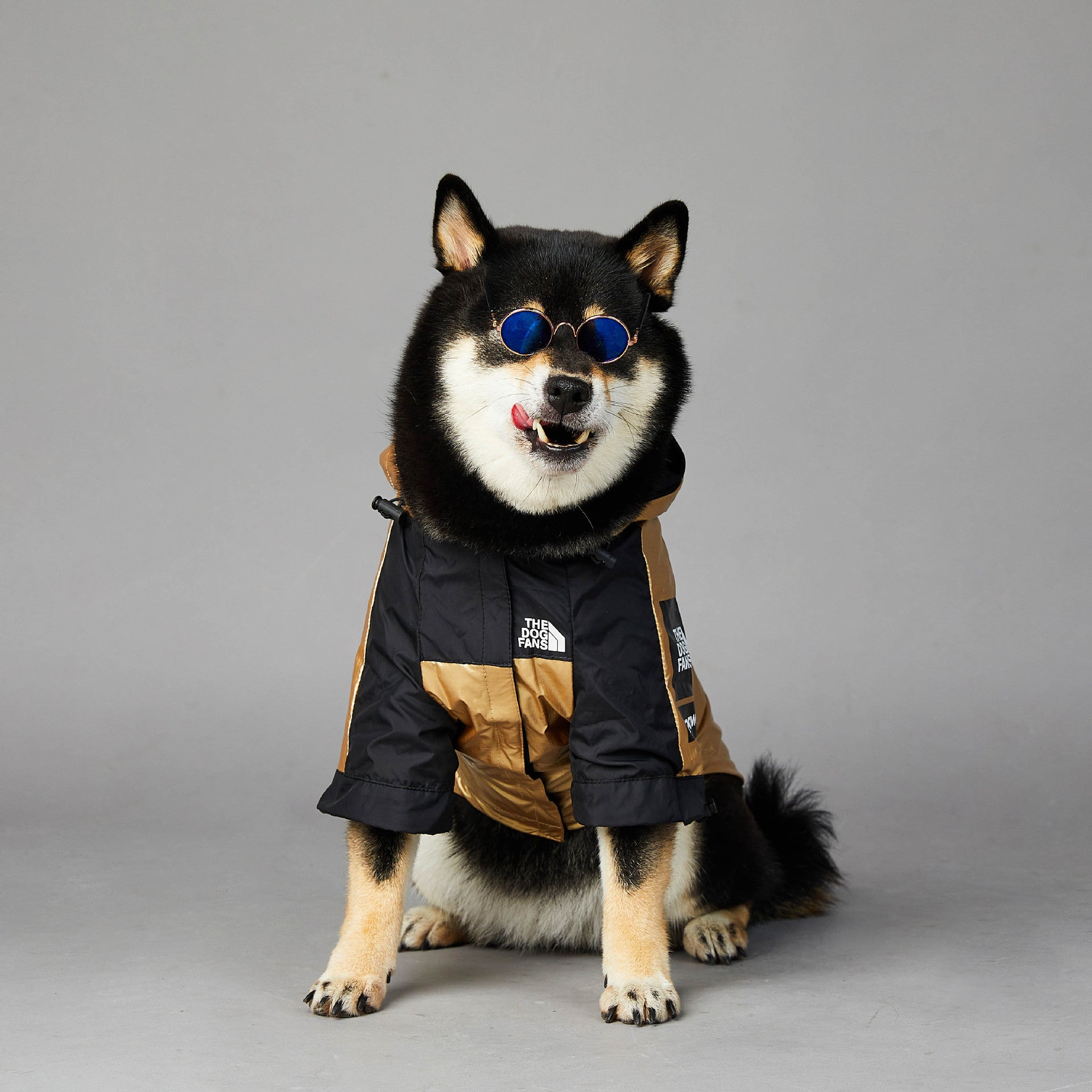 Gold and black dog raincoat with hood, front zipper and paneling