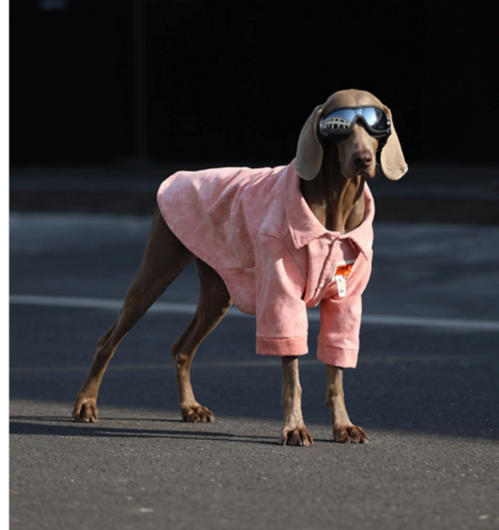 Pink dog jacket with front button closure