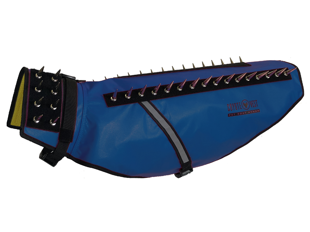 Royal blue spiked dog vest with black grommet strap and adjustable side buckles