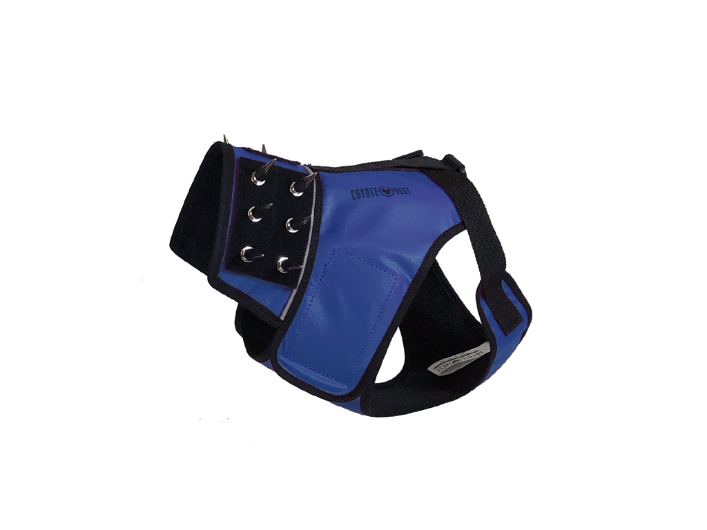 Dog harness in royal blue and black with metal grommets and spike-style stud panel