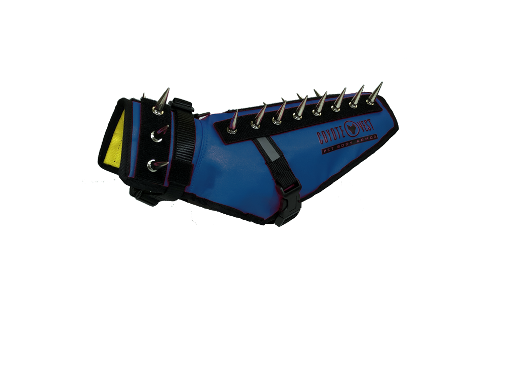 Blue spiked dog safety vest with black strap closure and metal prongs