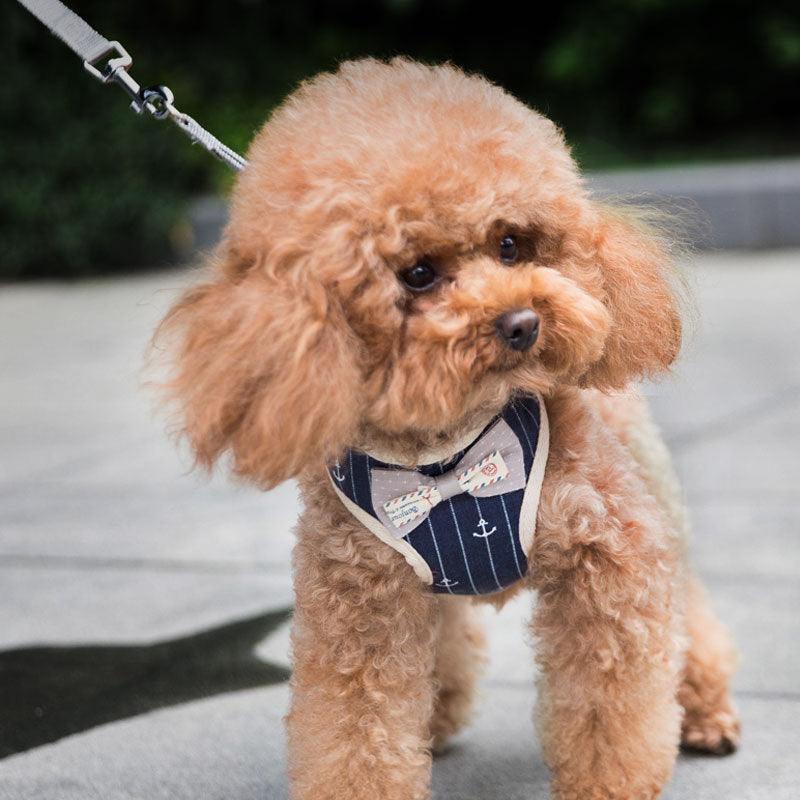 Small dog wearing navy anchor-pattern mesh harness with bow tie and leash