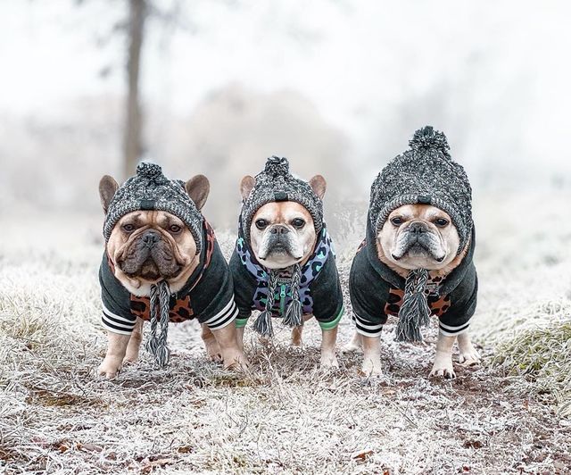 Cozy Knitted Pet Hat with Fluffy Pom-Pom — Winter Warm Beanie for Dogs & Cats