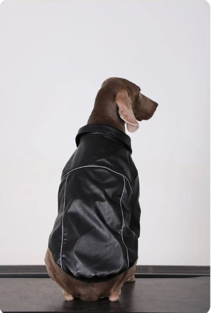 Black dog leather jacket on dog from the side, full-body with zipper front.