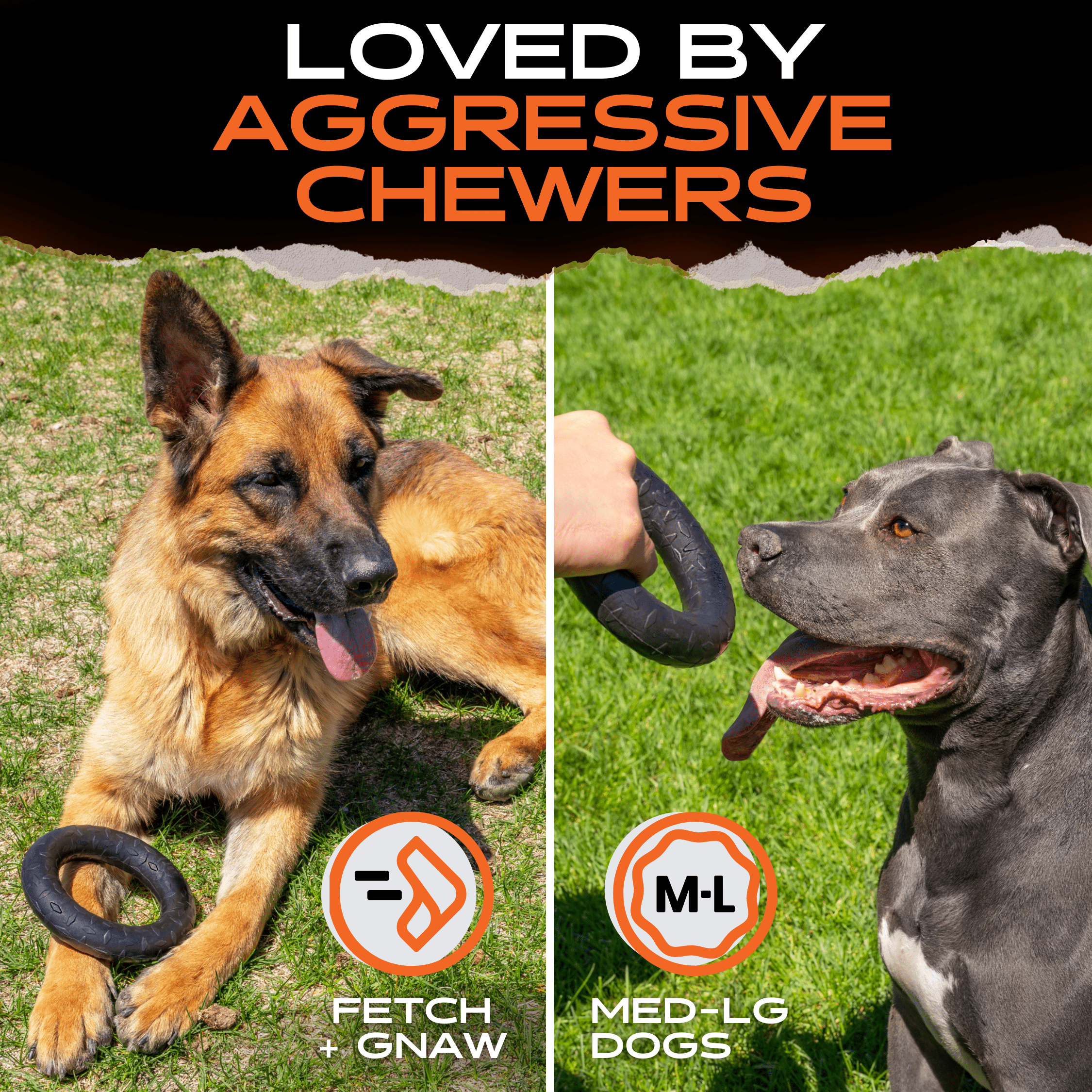 Two dogs chewing a black rubber chew ring toy with knobby tread.
