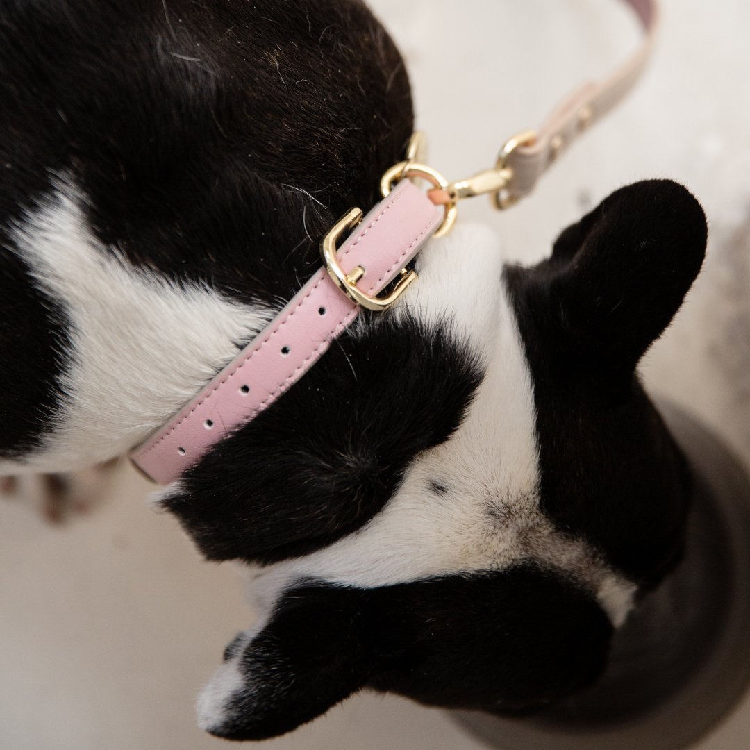 Light pink dog collar with gold O-ring and adjustable strap, engraved custom tag