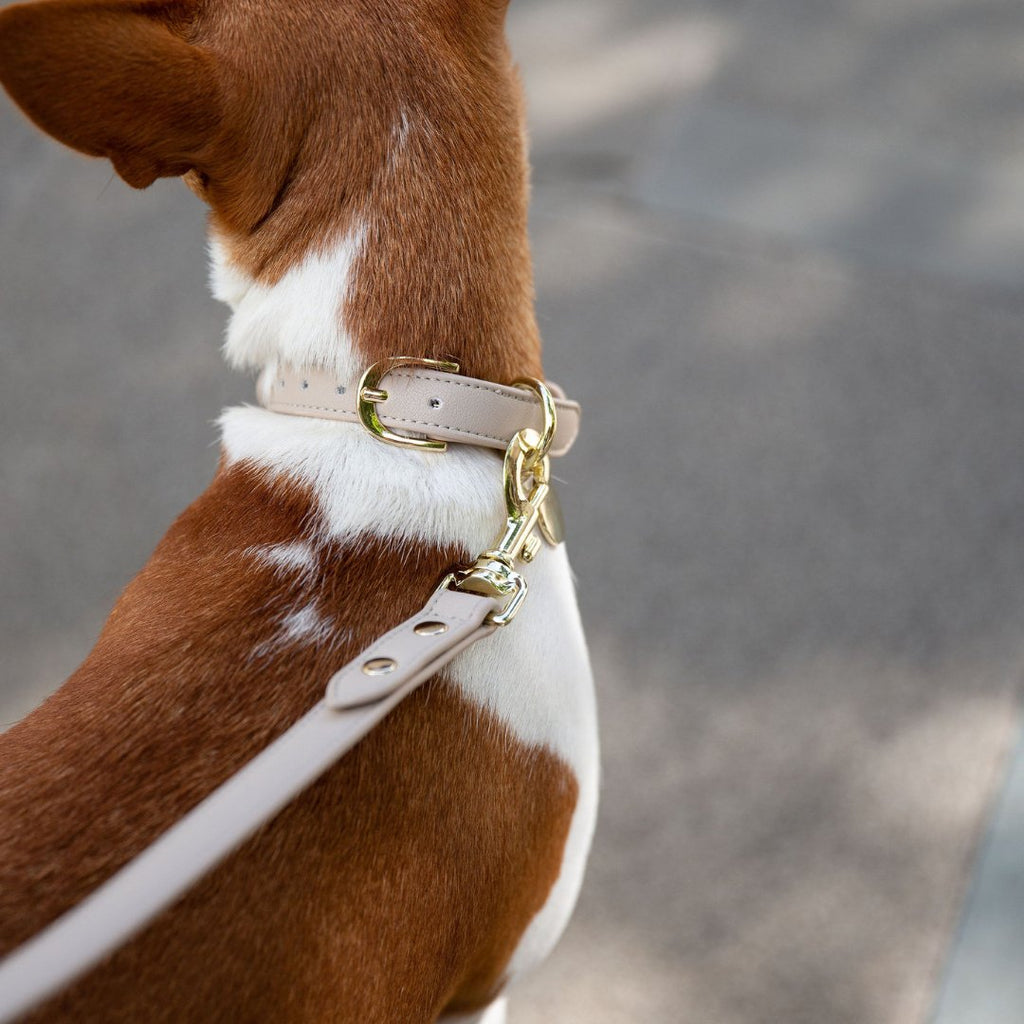 Light-colored vegan leather dog collar with AirTag holder and gold buckle hardware