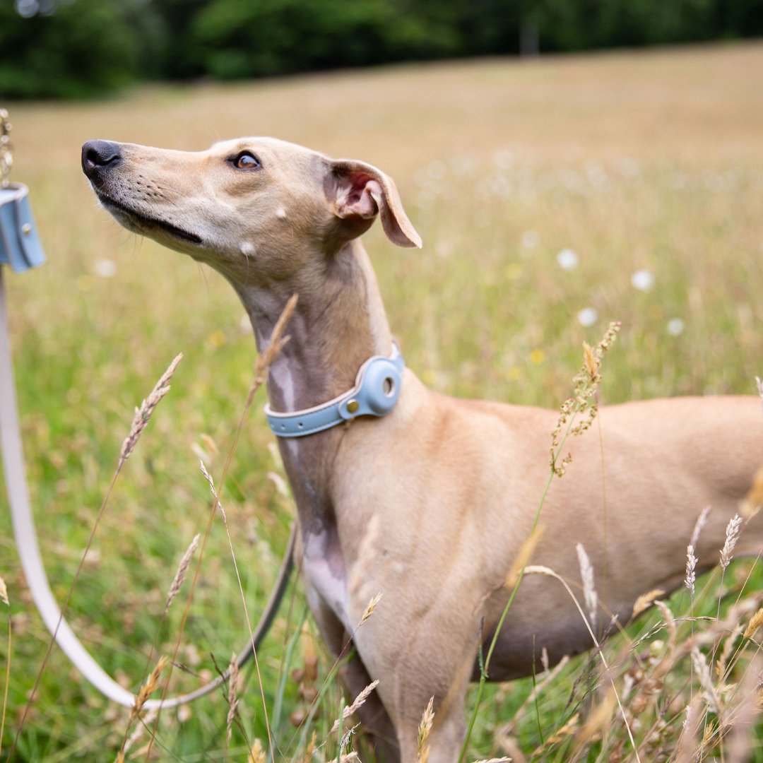 Light blue dog collar with AirTag holder on a tan dog outdoors