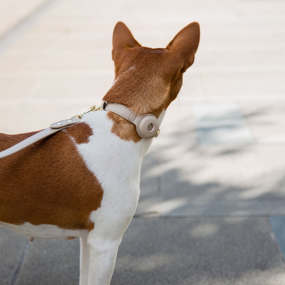 Light-colored dog collar with AirTag holder and gold hardware on a standing dog