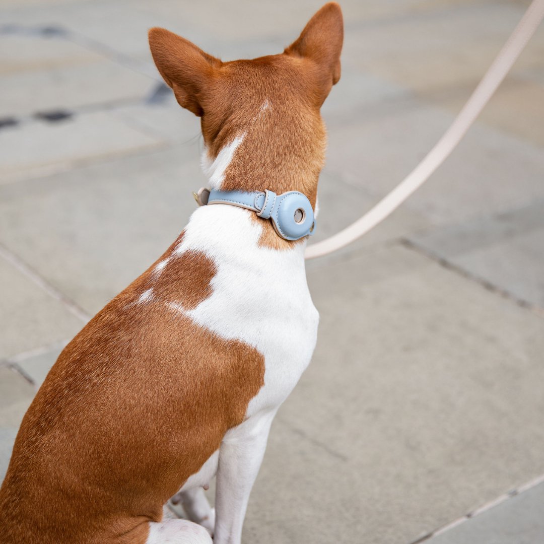 Light blue collar on a brown-and-white dog, AirTag holder visible from the side