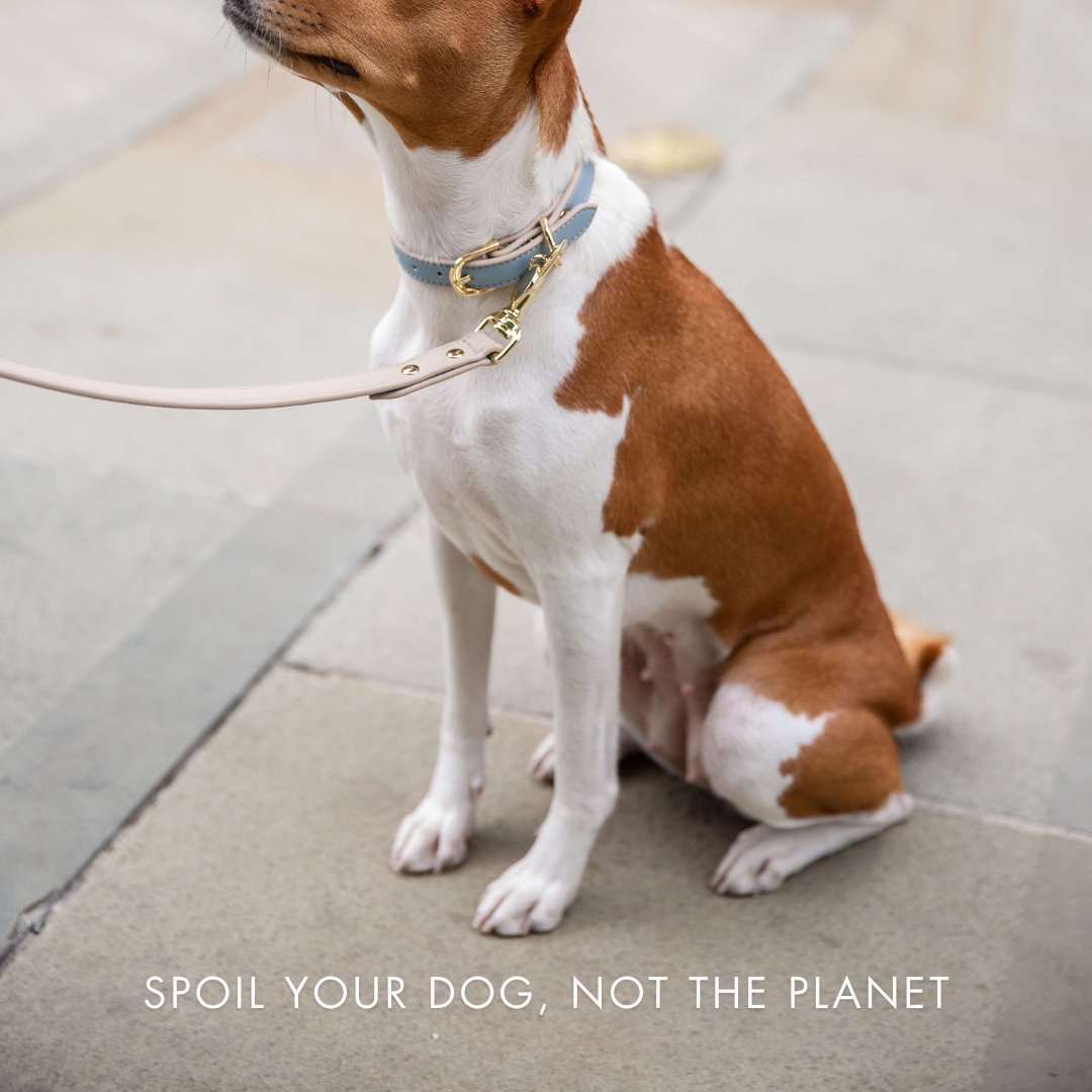 Light blue vegan leather pet collar with gold clasp and AirTag holder