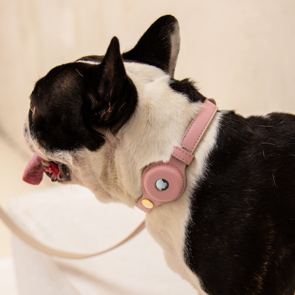Black-and-white dog wearing a light pink vegan leather collar with AirTag holder