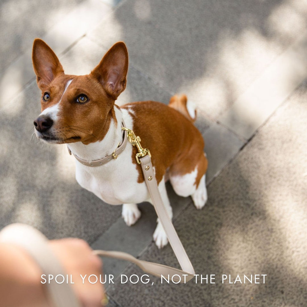 Light-colored dog collar with AirTag holder and gold hardware on a small dog