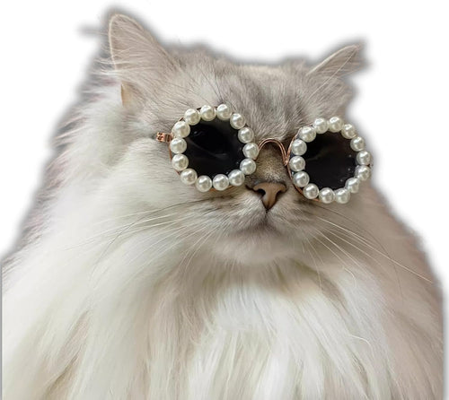 Pearl sunglasses accessory on a gray cat with round dark lenses