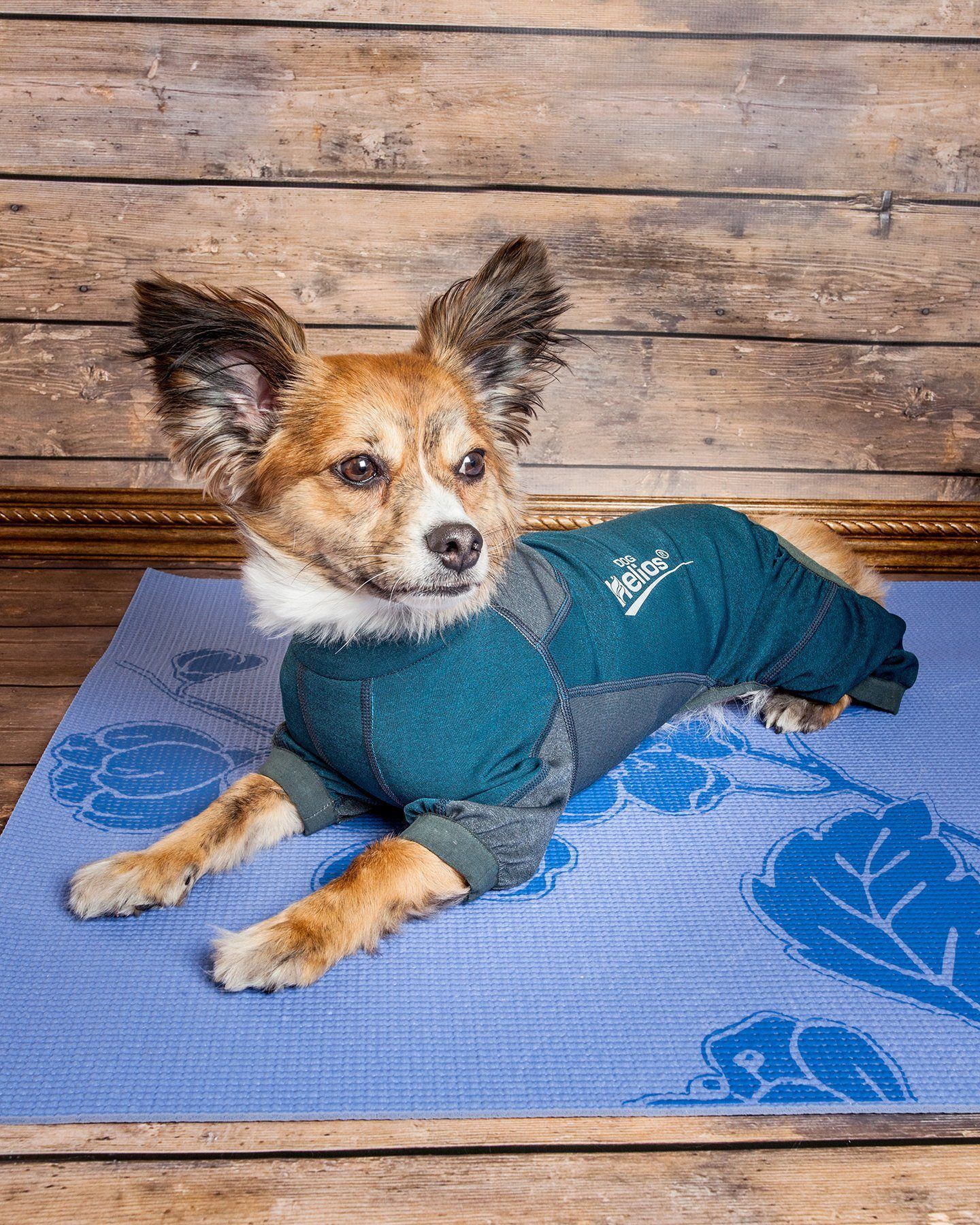 Green and gray dog tracksuit jacket with zipper and Helios logo