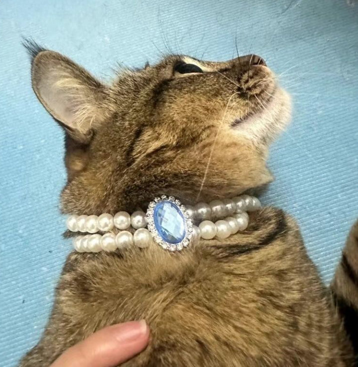 Pearl cat pet collar with light blue oval gem, white bead strand