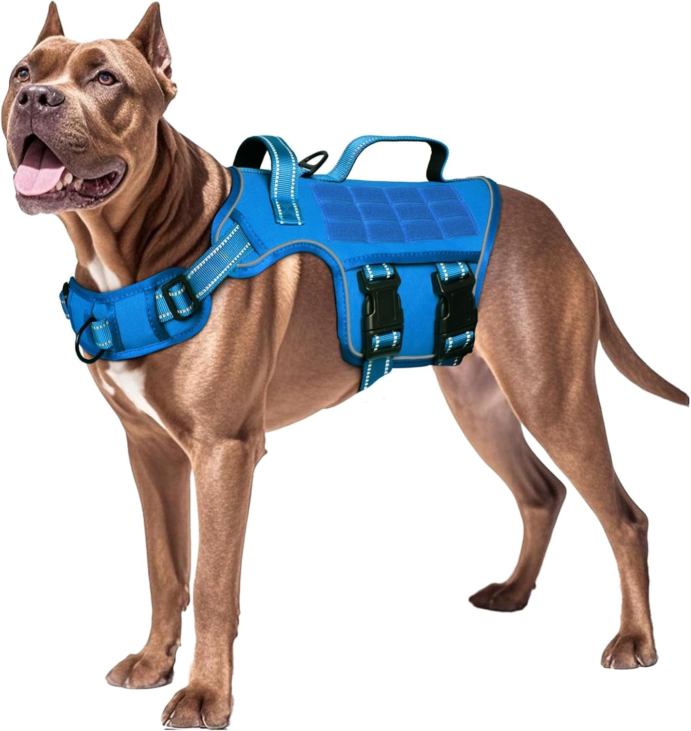 Dog tactical MOLLE harness, bright blue vest with front buckles and chest strap
