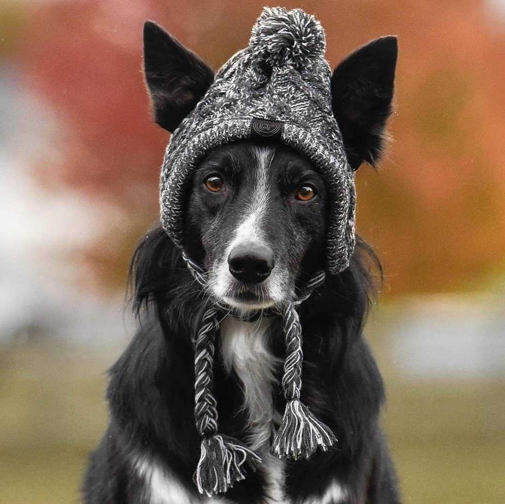 Cozy Knitted Pet Hat with Fluffy Pom-Pom — Winter Warm Beanie for Dogs & Cats