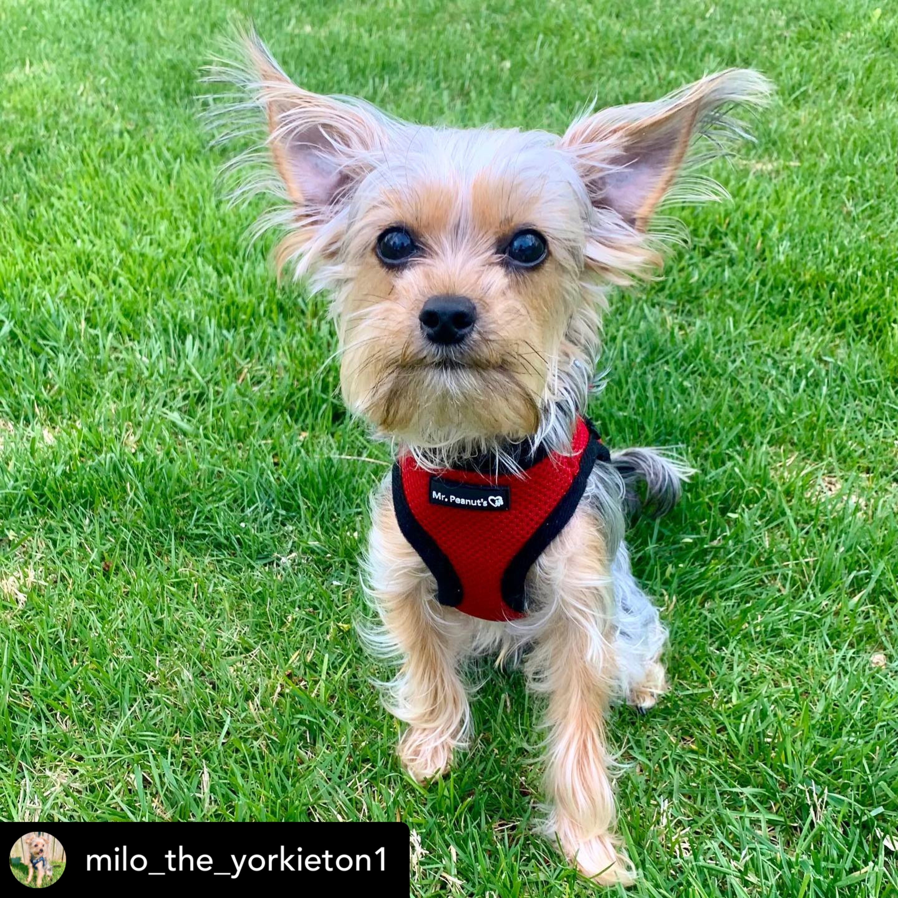 Red soft mesh dog harness with Y-style chest fit and leash clip rings