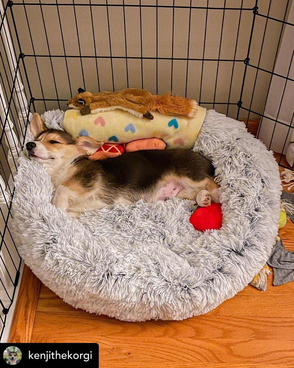 Dogs and cat relaxing in a round gray plush pet bed