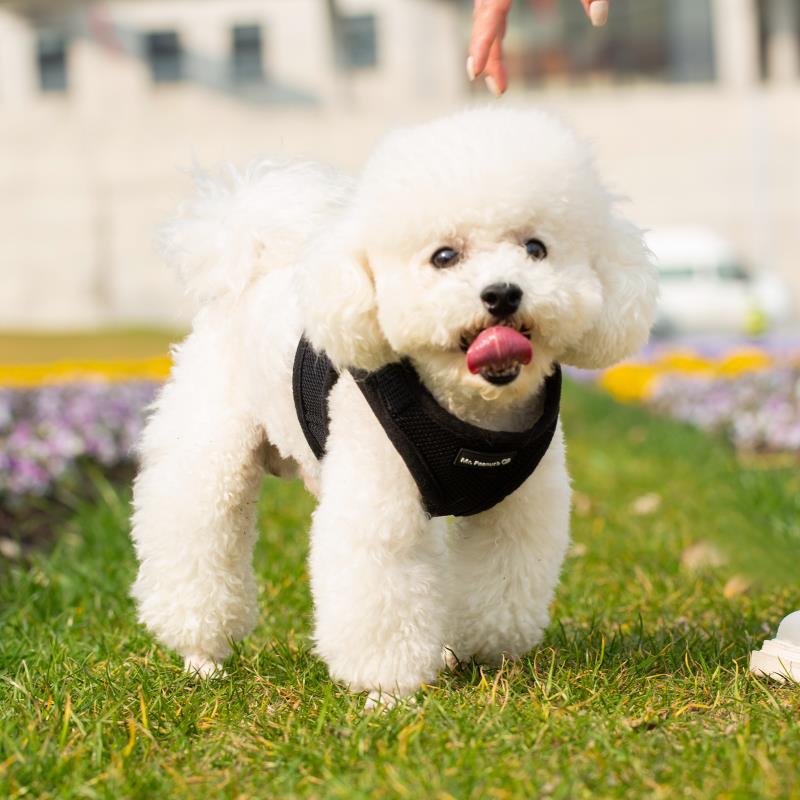 Black soft mesh pet harness with adjustable straps on a small white dog