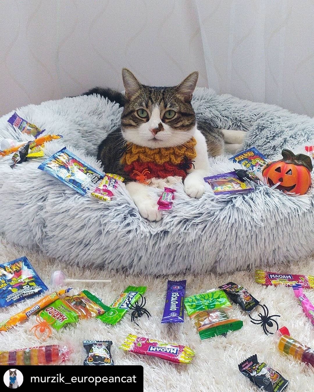 Cat lounging on a round two-tone plush pet bed surrounded by treats