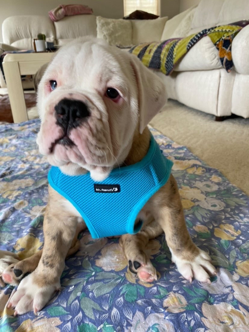 Blue breathable mesh pet harness with adjustable strap and secure leash attachment
