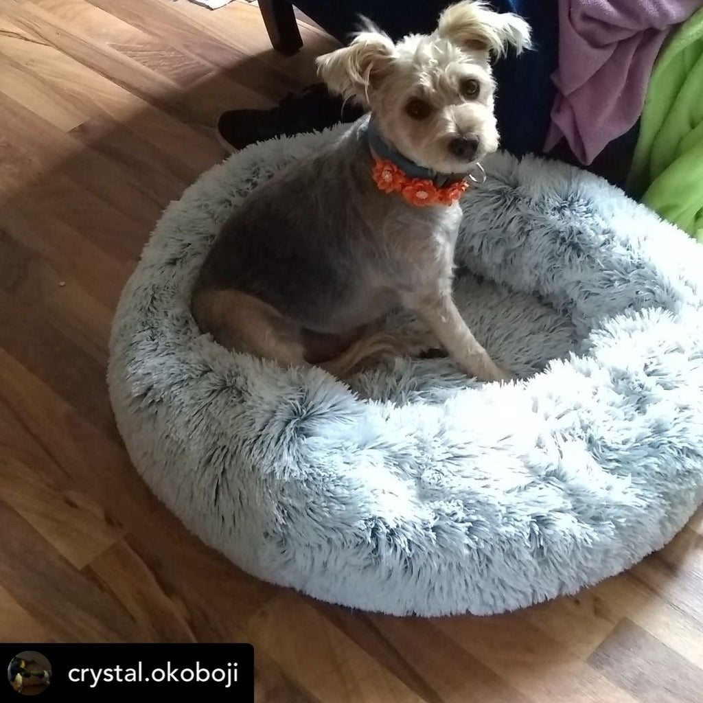 Small dog sitting in a light gray two-tone plush pet bed