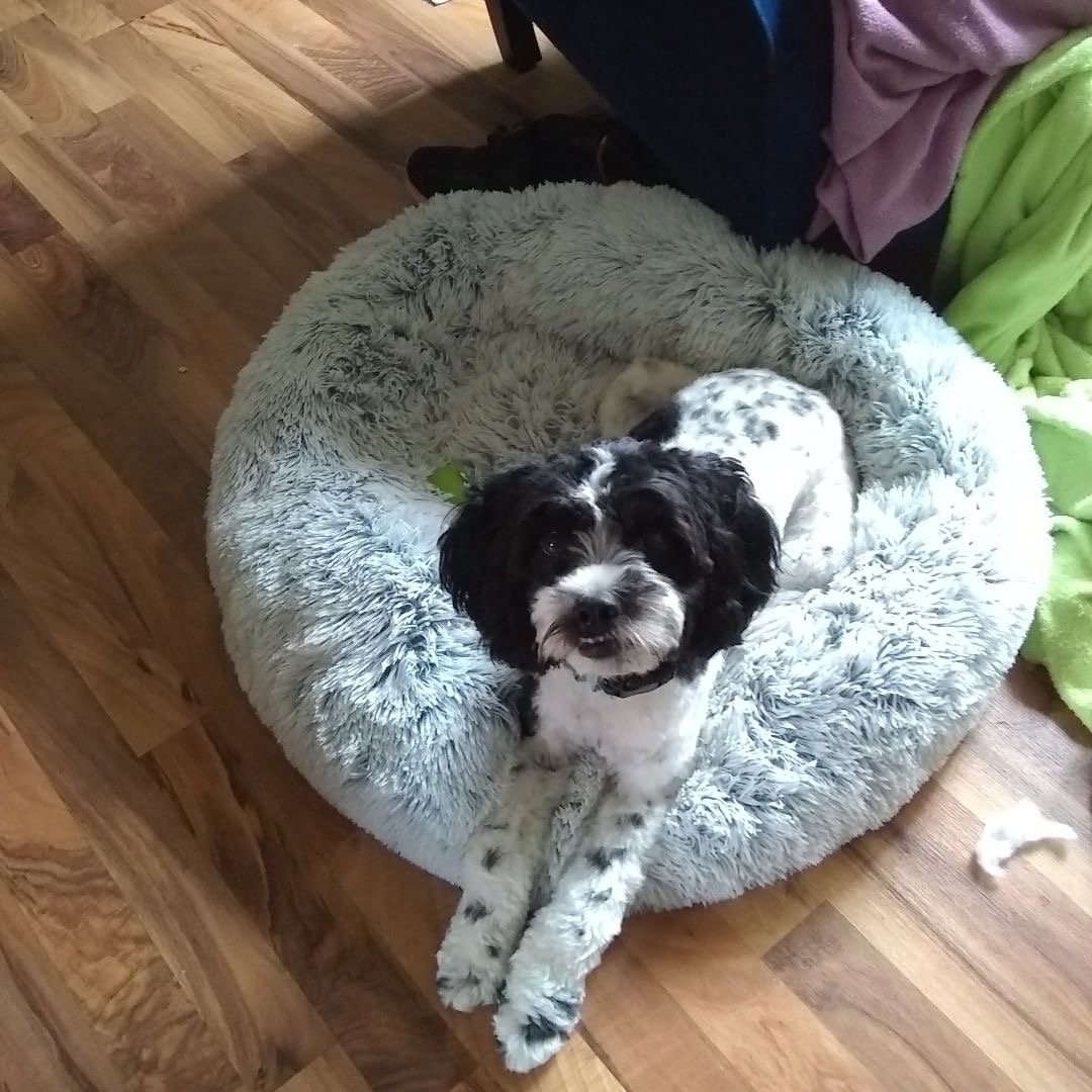 Small dog resting in a light gray round plush pet bed