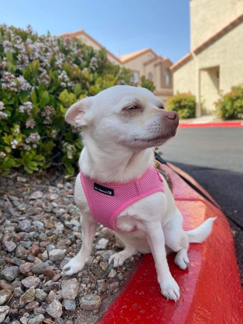 Pink breathable mesh pet harness with padded soft lining and secure closure