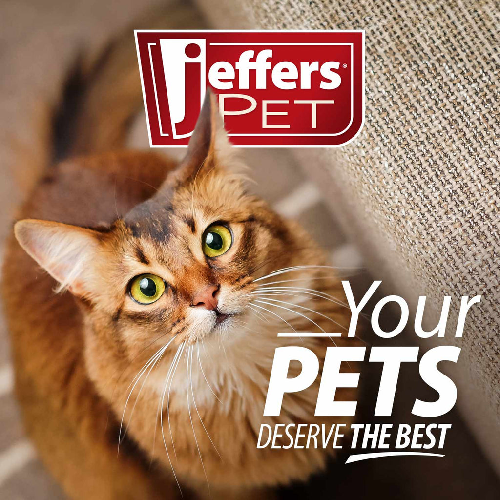 Cat probiotic supplement promo with tabby cat portrait and Jeffers Pet logo