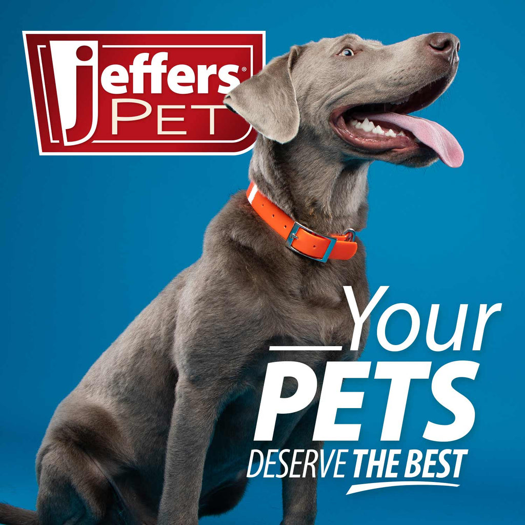Dog wearing an orange collar with Jeffers Pet logo for probiotic supplement