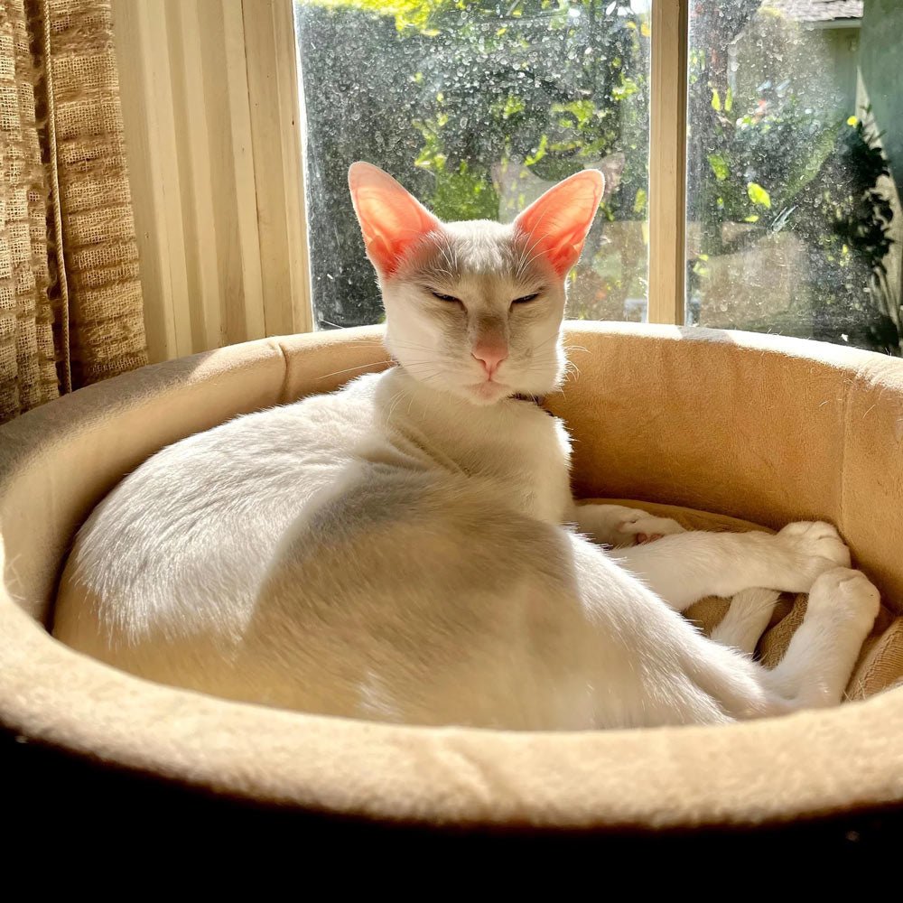 Heated cat bed in light tan with plush interior cushion, with white cat sleeping