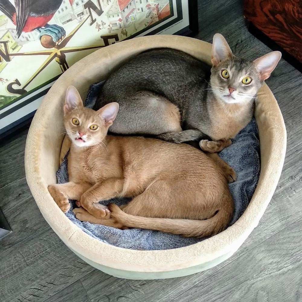 Heated cat bed, beige rim with dark blue inner cushion